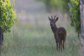 Roebuck in the vineyard in summer, Wittlich, Rhineland-Palatinate, Germany