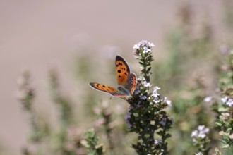 Small copper (Lycaena phlaeas), orange, thyme, colours, The butterfly sucks nectar from the thyme