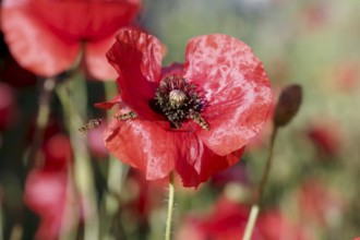 Hoverflies (Syrphidae), red poppy (Papaver rhoeas), macro, garden, Three hoverflies visiting poppy