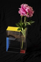 Peony (Paeonia) in a modern vase, designed by the artist Piet Mondrean, Bavaria, Germany