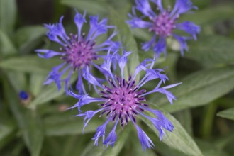 Knapweed (Centaurea), Bavaria, Germany