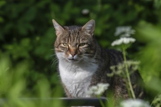 Domestic cat in a garden, Bavaria, Germany