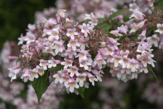 Blossoms of a Weigela (Weigela), Bavaria, Germany