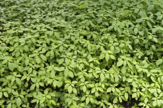 Small-flowered touch-me-not (Impatiens parviflora), Bavaria, Germany