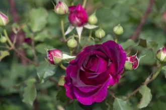 Red rose petals (Rosa) and buds, Bavaria, Germany