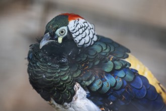 Diamond pheasant (Chrysolophus amherstiae) in an aviary, Bavaria, Germany