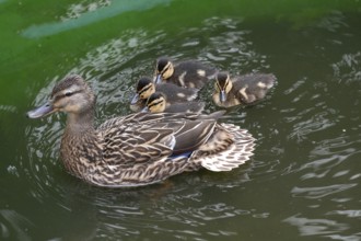 Mallard (Anas platyrhynchos) with four young in a pond, Bavaria, Germany
