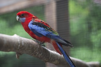 Rosella parakeet (Platycercus eximius) in a voile, Bavaria, Germany