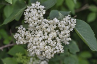 Black elderflower (Sambucus), Bavaria, Germany