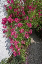 Climbing, small-flowered rose (Rosa), Bavaria, Germany