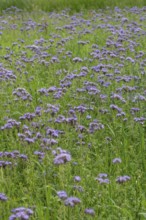 Bee friend (Phacelia), Bavaria, Germany