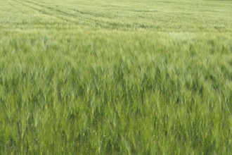Immature barley field (Hordeum vulgare), Bavaria, Germany