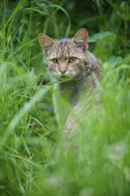 Wildcat (Felis silvestris), looking curiously through the dense grass in a natural environment,