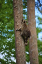 A raccoon (Procyon lotor), climbing a tree trunk in a dense forest, Germany