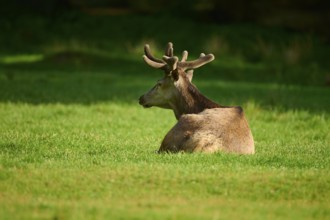 Red deer (Cervus elaphus), with antlers resting on a green meadow, Germany