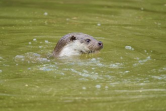 European otter (Lutra lutra), swimming in the water, small bubbles surrounding it, Germany