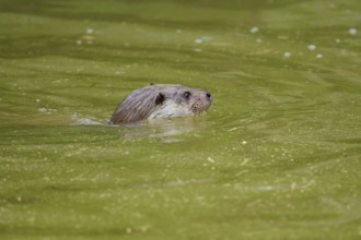 European otter (Lutra lutra), swimming elegantly through the green water, observing, Germany