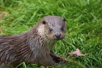 European otter (Lutra lutra), lying on green grass and looking curiously into the camera, Germany