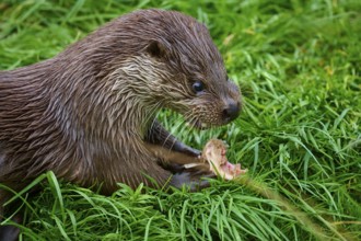 European otter (Lutra lutra), chewing on a piece of fish lying in the grass, Germany