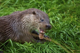 European otter (Lutra lutra), hungry otter with open mouth feeding in the grass, Germany