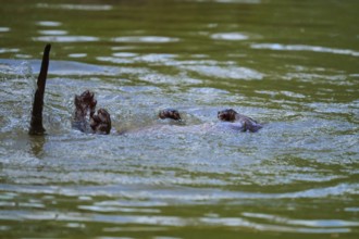 European otter (Lutra lutra), swimming playfully on its back in the water, Germany