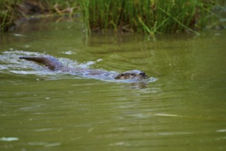 European otter (Lutra lutra), swimming calmly through the water close to the shore, Germany