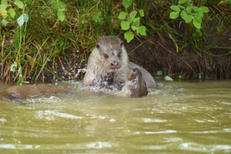 European otter (Lutra lutra), two otters playing lively in the water near the shore, Germany