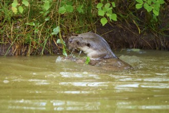 European otter (Lutra lutra), swimming on the shore and nibbling on branches, Germany