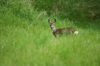 Roe deer (Capreolus capreolus), female standing attentively in the tall grass of a wide meadow,
