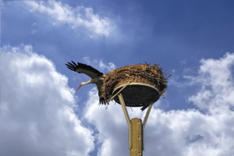 White stork (Ciconia ciconia) leaving its nest, cloudy sky, Kuhlrade, Mecklenburg-Western