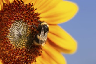 Close-up of a sunflower. A bee collects pollen and nectar from the flower