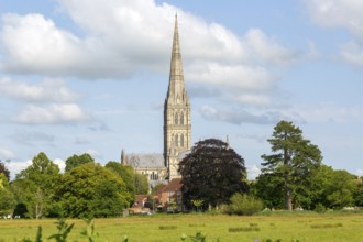 View over water meadows to Salisbury cathedral church, Salisbury, Wiltshire, England, UK