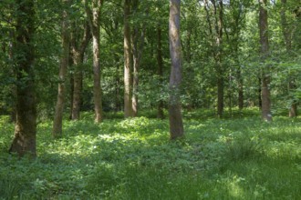 Green woodland landscape with trees and undergrowth, Savernake forest, Wiltshire, England, UK