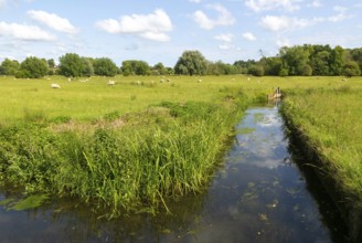View east of drainage channel in watermeadow, Harnham Water Meadows, Salisbury, Wiltshire, England,