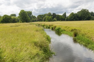 View west of drainage channel in watermeadow, Harnham Water Meadows, Salisbury, Wiltshire, England,