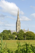 View over water meadows to Salisbury cathedral church, Salisbury, Wiltshire, England, UK