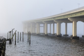 Pelicans sit on wood pilings near the Biloxi Bay Bridge that is dissapearing into the fog in