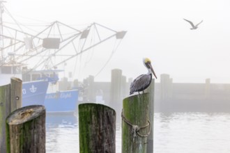 Brown Pelican (Pelecanus occidentalis) perched on a wood pile next to shrimp boats in the Biloxi