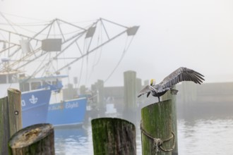 Brown Pelican (Pelecanus occidentalis) in a yoga pose on a wood pile next to shrimp boats in the