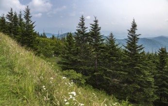 Hazy Blue Ridge Mountains in the distance behind evergreen trees near Clingman's Dome in Tennessee