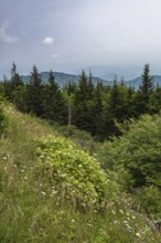Hazy Blue Ridge Mountains in the distance behind evergreen trees near Clingman's Dome in Tennessee