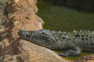 American Alligator in a pond on display in the Mississippi Aquarium on the gulf coast at Biloxi,