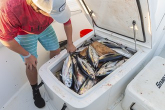 Offshore fisherman showing off his tuna caught near petroleum drilling rigs in the Gulf of Mexico