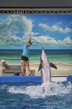 Trainers working with Dolphins during show at Ocean Adventures Marine Park in Gulfport, Mississippi