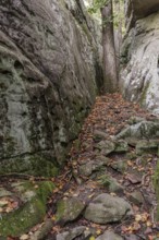 Tree growing between rock outcroppings at Cheyene Rock Village park near Leesburg, Alabama