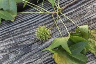 Sweet gum tree (Liquidambar styraciflua) leaves and unripe fruit on a wooden surface