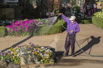 Laborer watering plants at Mae Fah Luang Gardens within the Doi Tung tourist attraction in Chiang