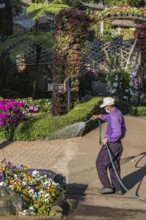 Laborer watering plants at Mae Fah Luang Gardens within the Doi Tung tourist attraction in Chiang