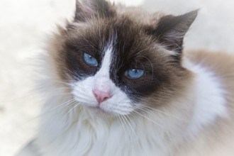 Close up face of a cat with blue eyes, a pink nose and some siamese markings