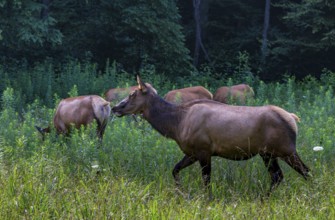 Wild North American Elk roaming free near the Oconaluftee Visitor Center at Great Smoky Mountains